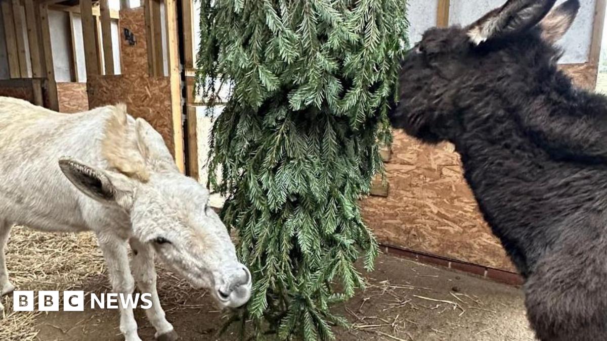 Two donkeys nibble at a Christmas tree which has been hung upside down in a barn
