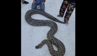 Python drags hunter 15 feet over ant hill; ‘like riding a slow horse’
