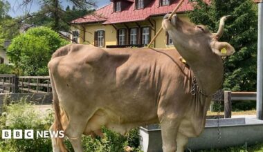 A pale brown cow holds a wooden broom in her mouth, which she is using to scratch her flank. She stands in a field outside an Austrian farmhouse painted yellow with a red tiled roof.