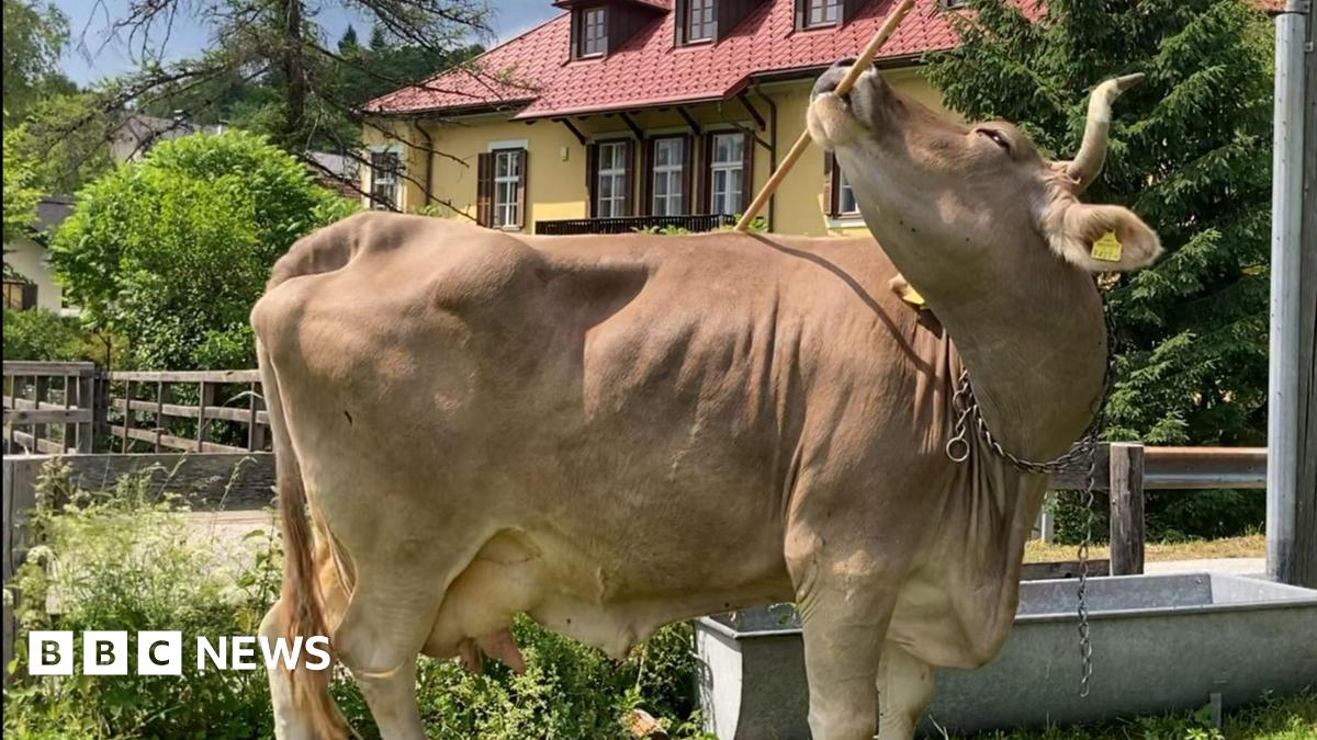 A pale brown cow holds a wooden broom in her mouth, which she is using to scratch her flank. She stands in a field outside an Austrian farmhouse painted yellow with a red tiled roof.