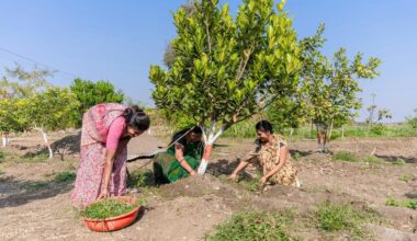 Green paradox: planting trees will cool a megacity unless it’s dry