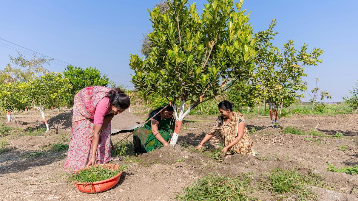 Green paradox: planting trees will cool a megacity unless it’s dry