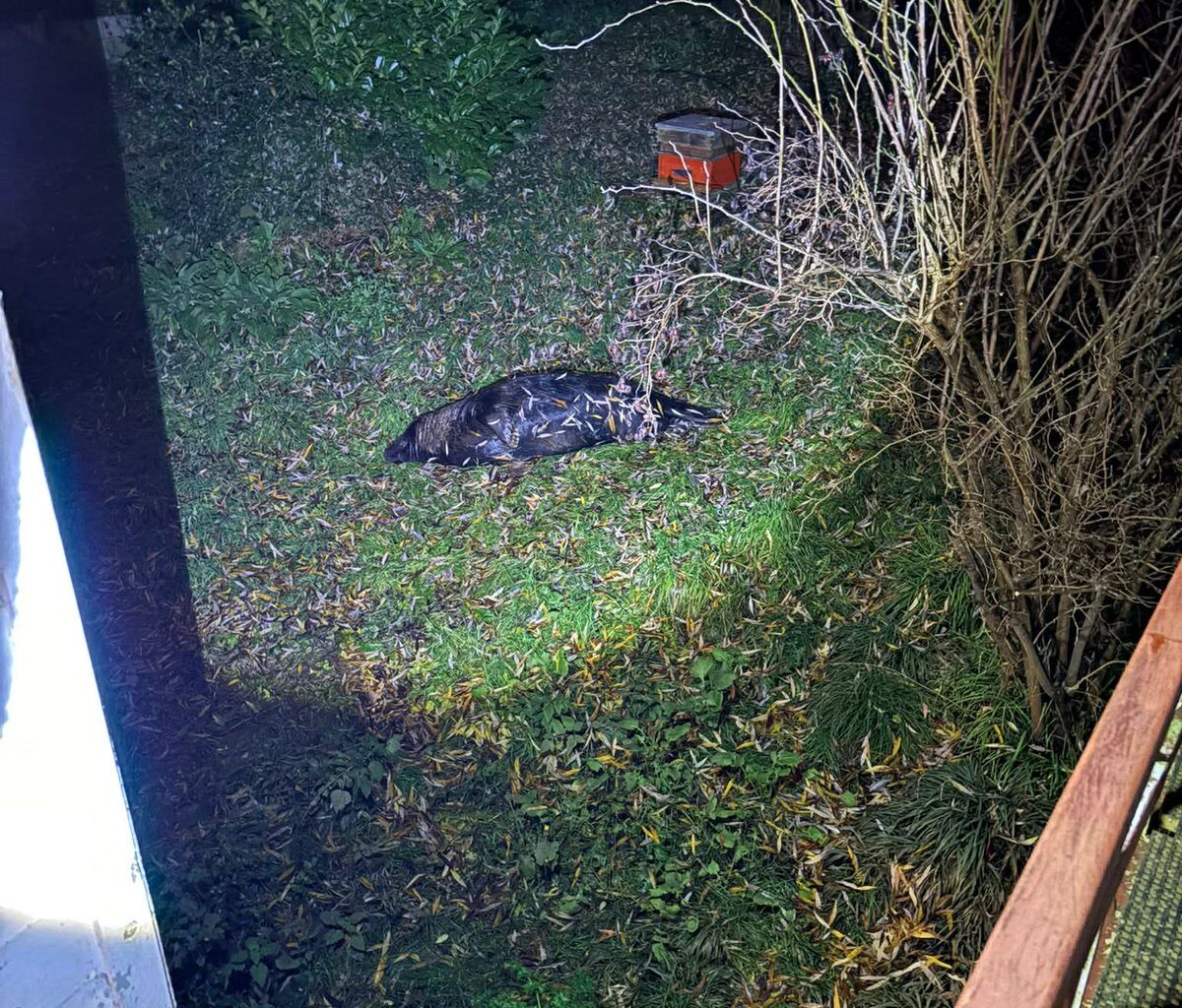 Seal discovered in London garden as shocked owner says: 'It's a brilliant feeding spot'
