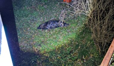 Seal discovered in London garden as shocked owner says: 'It's a brilliant feeding spot'