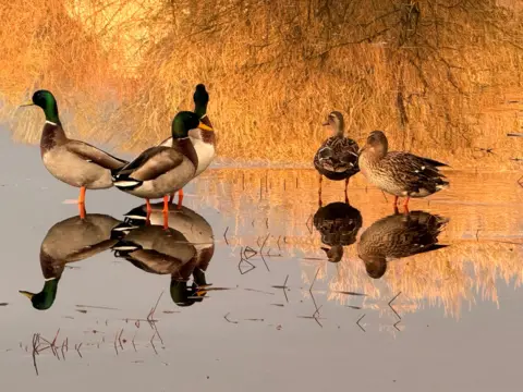 Tina West Four ducks stand at the edge of still water, their reflections clearly visible. Warm golden reeds fill the background, creating a soft, glowing light on the scene.