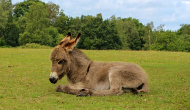 Sleepy Baby Donkey's 'Big Stretch' Has Everyone Melting