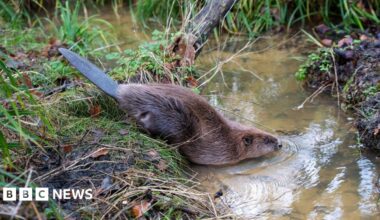 A beaver lowering itself into a stream from a grassy bank. Its flat black tail is pointing in the air as its nose touches the water.