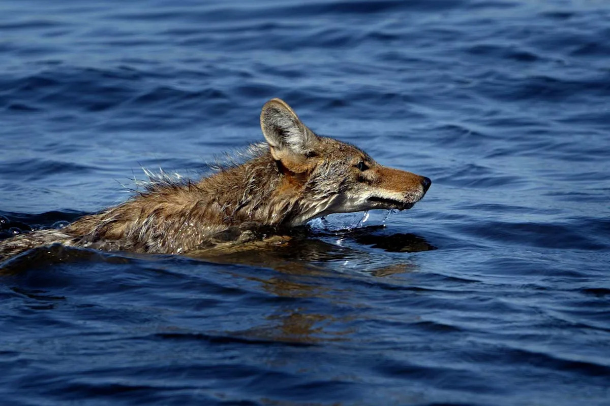 Coyote Spotted Swimming Over a Mile to Alcatraz in First Known Sighting of Animal on Iconic Calif. Island