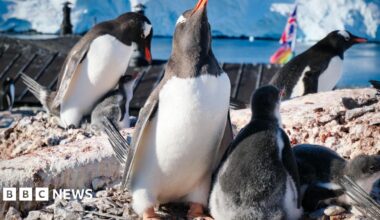 Pete Watson stands on snow looking at the camera. Behind him on a craggy rock are a dozen penguins with icebergs in the background.