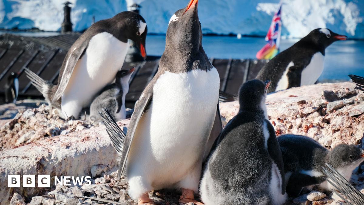 Pete Watson stands on snow looking at the camera. Behind him on a craggy rock are a dozen penguins with icebergs in the background.
