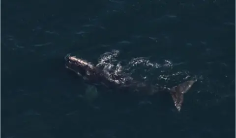 Center for Coastal Studies North atlantic right whale swimming