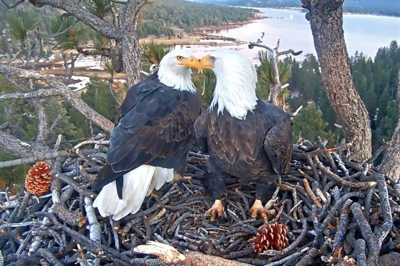 Famous Big Bear Valley bald eagles welcome first egg of 2026
