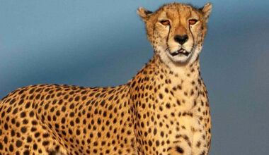 Scientists Found 7 Mummified Cheetahs That Could Provide Key Insight for Conservation Efforts: ‘Serendipitous Discovery’