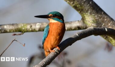 A kingfisher perched on a tree branch