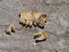 Fossilised rock wallaby teeth