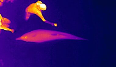 Thermal drones can track dolphin health without having to touch or disturb them