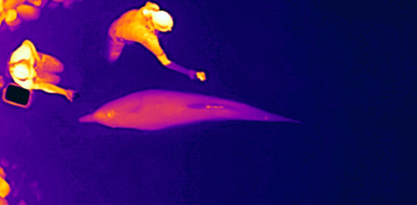 Thermal drones can track dolphin health without having to touch or disturb them