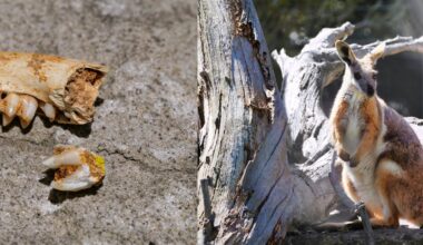 Modern rock wallabies seem to survive by sticking together in small areas. Fossils show they need to travel