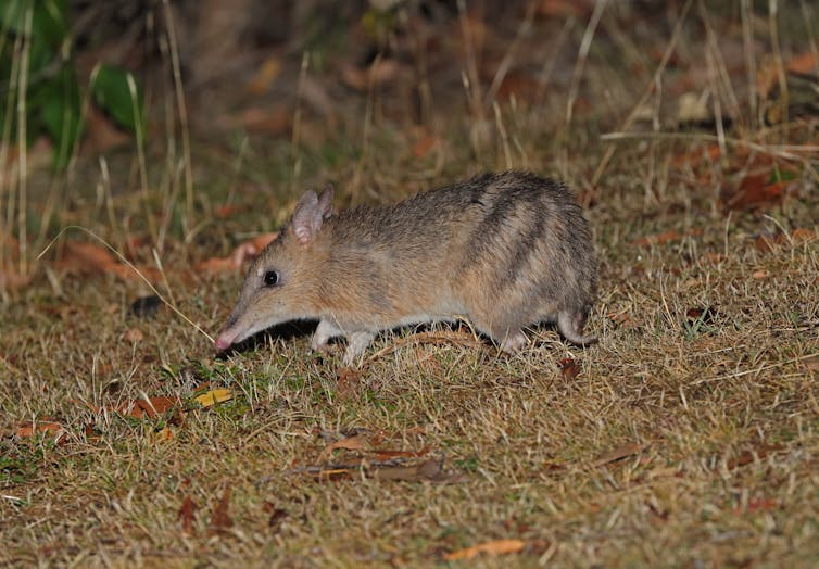bandicoot on grass.
