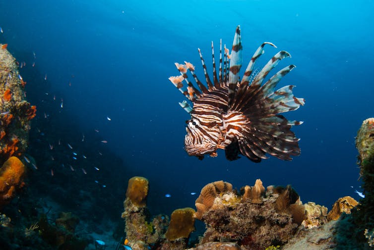 lionfish on coral reef