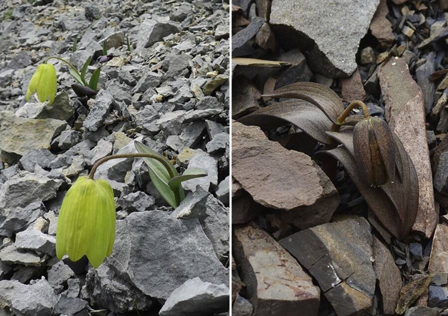 Fritillaria Delavayi Camouflage