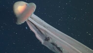 A large jellyfish with a dome-shaped, glowing cap and long, flowing tentacles drifts through dark, deep ocean water speckled with small particles.