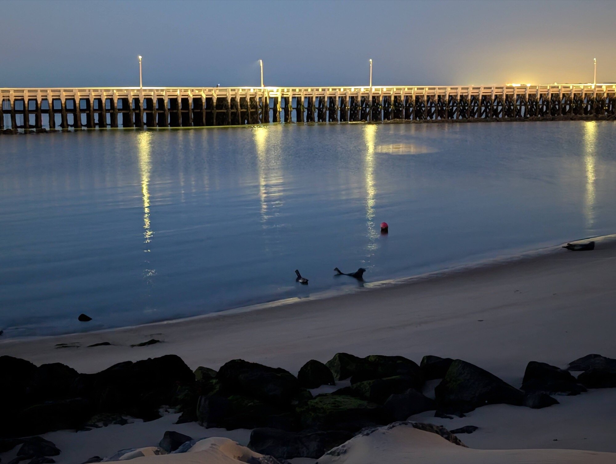 google pixel 10 pro xl seals night sight camera sample