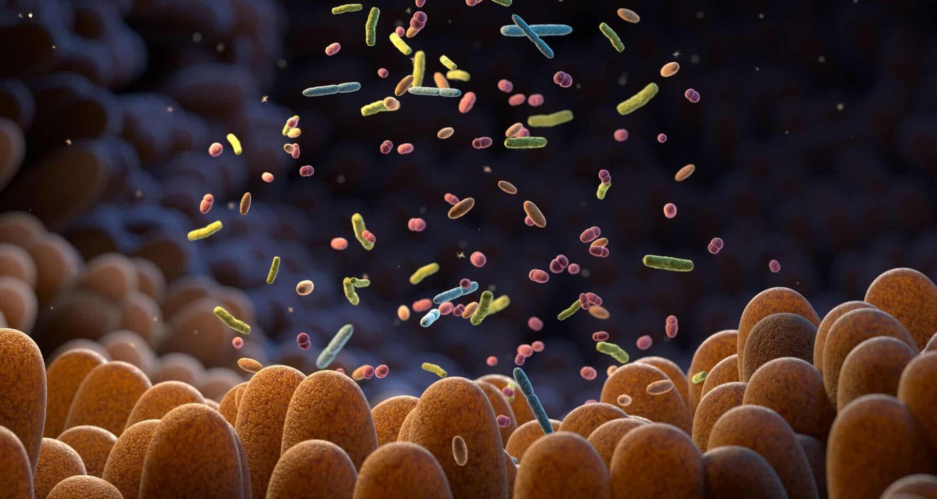 Gut Microbiome (illustrative Image)