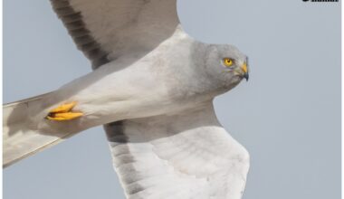 Satellite-tagged Hen Harrier ‘Pete’ disappears in Cumbria – Raptor Persecution UK