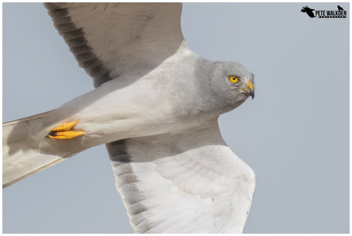 Satellite-tagged Hen Harrier ‘Pete’ disappears in Cumbria – Raptor Persecution UK