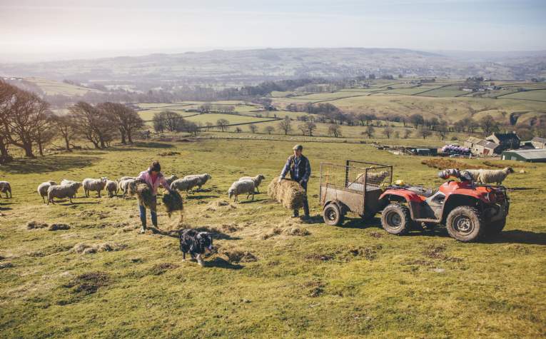 Savills Blog | How UK farming will grow resilience