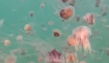 Hundreds of jellyfish sweep into Melbourne swimming spot - 9News.com.au