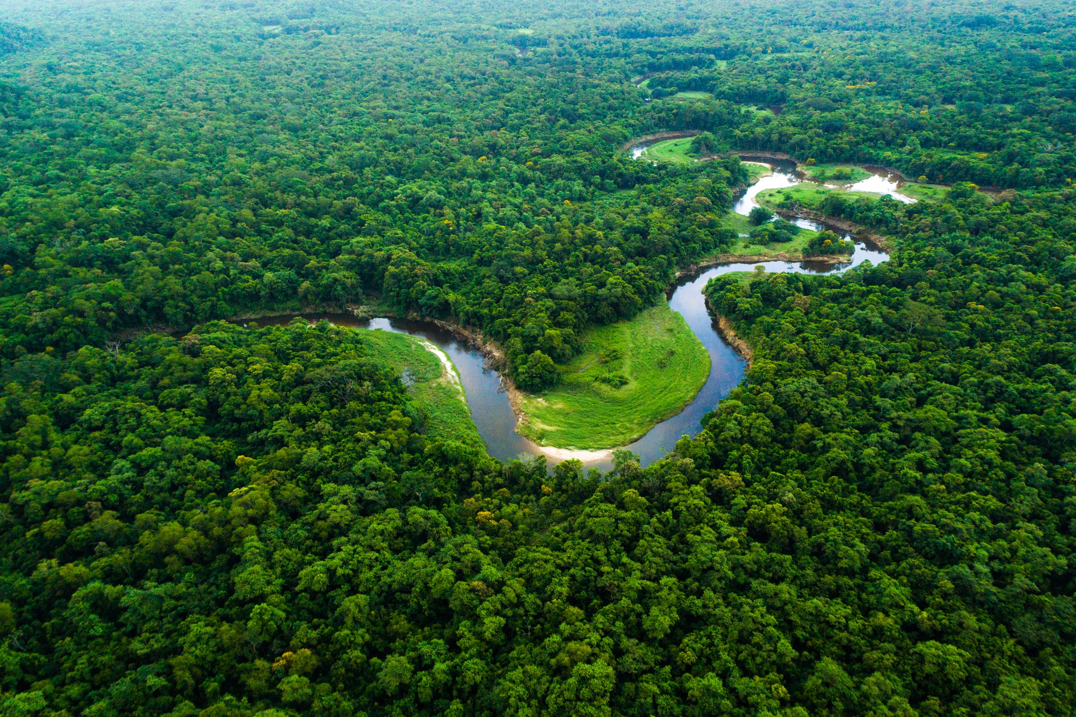 File. Brazil’s Atlantic Forest