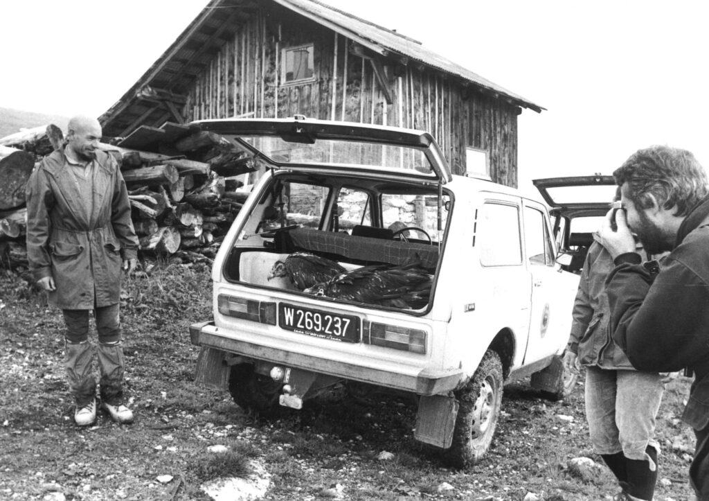 Three bearded vultures in the trunk of a car