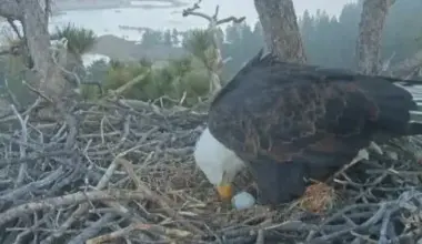 Eagles Jackie and Shadow Lay First Egg of the Season