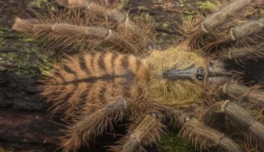 immense tiger tarantula