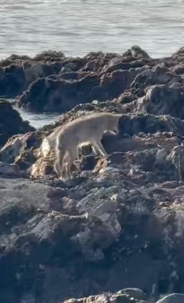 Coyote walking on the rocky shoreline of Alcatraz Island.