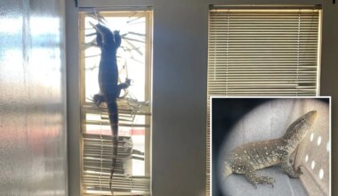 'Komodo dragon' abandoned in Bay Area home