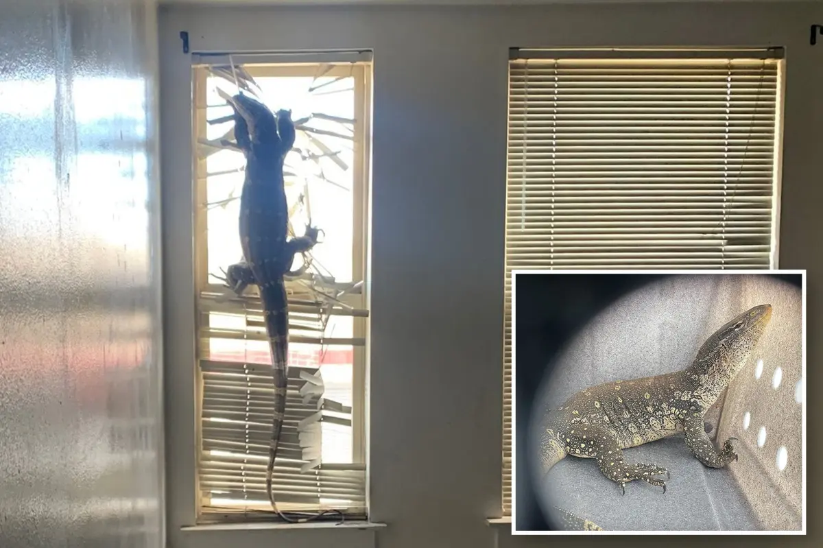 'Komodo dragon' abandoned in Bay Area home