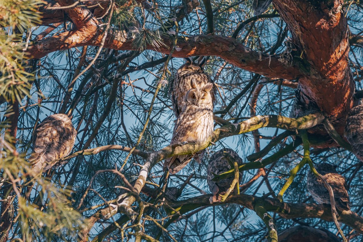long-eared owl