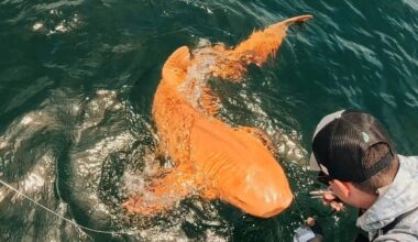 Unique 'Golden Shark' Caught Off Central America Diagnosed With Rare Condition : ScienceAlert