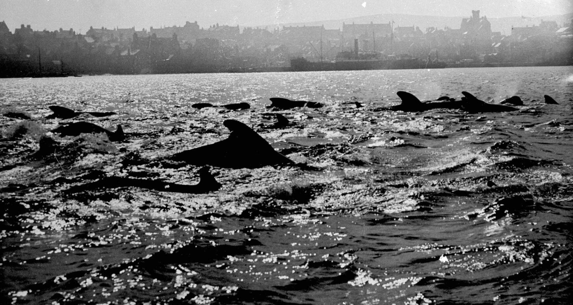 Memories of marine mammals sought for new project