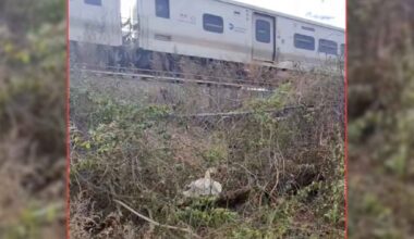 Swan trapped in brush beside train tracks in Massapequa, New York, as a commuter train passes in the background