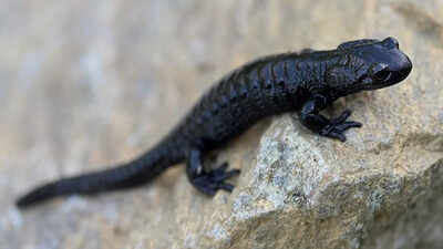 Meet the Alpine Salamander: Nature’s record holder for longest pregnancy