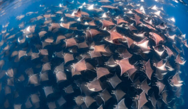 Global report identifies critical habitats for migratory sharks and rays - Press release