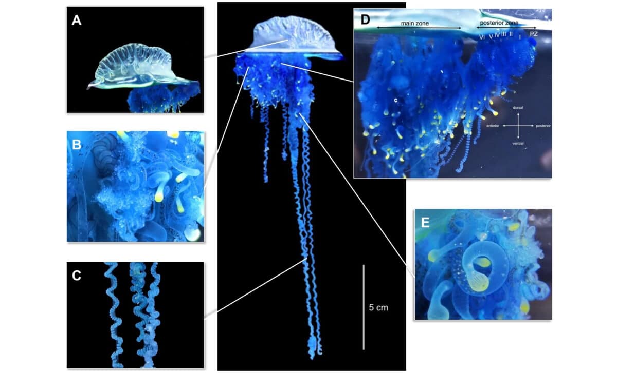 Morphological Characteristics Of Physalia Mikazuki Sp. Nov. Collected From Gamo Beach, Sendai City, Miyagi Prefecture, Japan.