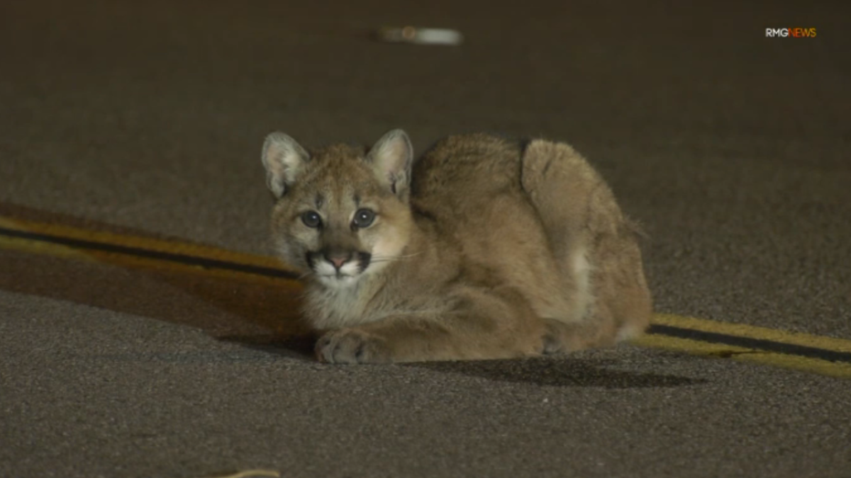 Mountain lion cub found in the middle of road in Castaic – NBC Los Angeles