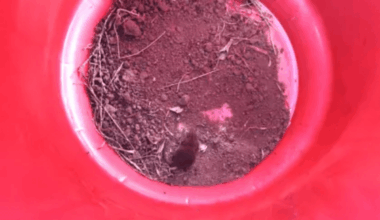 New Mammal Species Found In Ethiopia, And It’s Almost Too Small To Believe