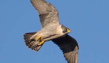 Peregrine found with gunshot injuries – police appeal for information – Raptor Persecution UK