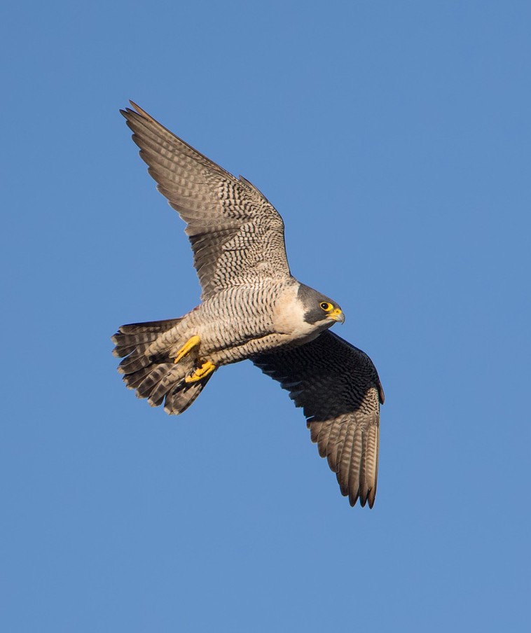 Peregrine found with gunshot injuries – police appeal for information – Raptor Persecution UK